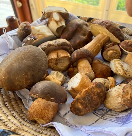 Fresh Foraged Mushrooms Picked by Valerio at Trattoria Locanda Stella, Monti Bowl of fresh wild mushrooms foraged by Valerio for km-zero dishes at Trattoria Locanda Stella in Monti, Sardinia.